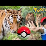 【寸劇】大変だ‼️ポケモンたちが動物に見つかる前に助け出せ！！！ポケモン実写版【全力きっずTV】Real Pokémon