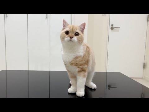 【YouTuber】もちまる日記さん猫交代へ