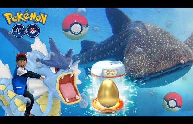 【寸劇】ポケモン✨金の卵には伝説ポケモンが⁉️ジンベイザメや海の生き物たちの中に迷い込んだポケモンを探し出せ‼️ポケモン実写版【全力きっずTV】Real Pokémon toy