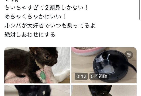中川翔子さん、保護猫をたくさん引き取る！良い人すぎるだろ・・