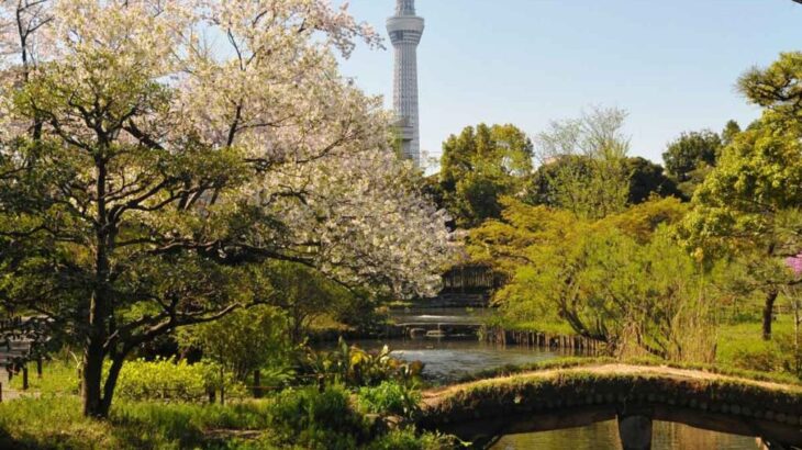 向島百花園の2024年萩まつりの開花状況と見頃時期、スケジュール、駐車場・アクセ…